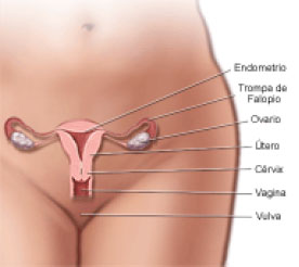 anatomía femenina