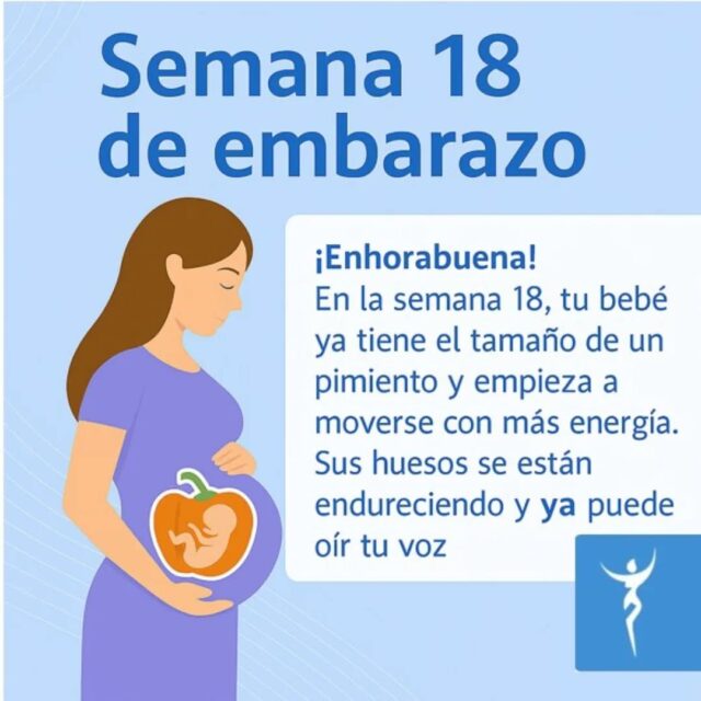 ✨ Semana 18 de embarazo ✨
En esta etapa, tu bebé mide unos 14 cm, aproximadamente el tamaño de un pimiento y ¡ya puede oír tu voz! Sus huesos se están endureciendo y sus movimientos son cada vez más perceptibles.
👶 Además, su sistema nervioso y sus conexiones cerebrales se desarrollan rápidamente. Su piel aún es fina y recubierta por el lanugo, ese vello tan especial que lo protege.
ℹ️ El equipo especializado de MS ISHTAR te ofrece el mejor cuidado prenatal y te asesora sobre todos los cambios que experimentarás en esta etapa tan emocionante.
💡 ¿Tienes dudas sobre tu embarazo? ¡Estamos aquí para ayudarte! Puedes informarte en nuestro Blog (link en la BIO)
#Semana18 #Embarazo #bebé #CuidadoPrenatal #IshtarGinecología #TuSaludNosImporta